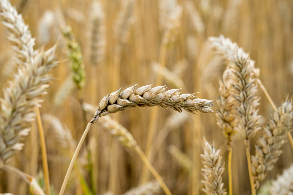 Dia mundial do trigo – Curiosidades sobre esse cereal