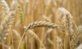 Dia mundial do trigo – Curiosidades sobre esse cereal